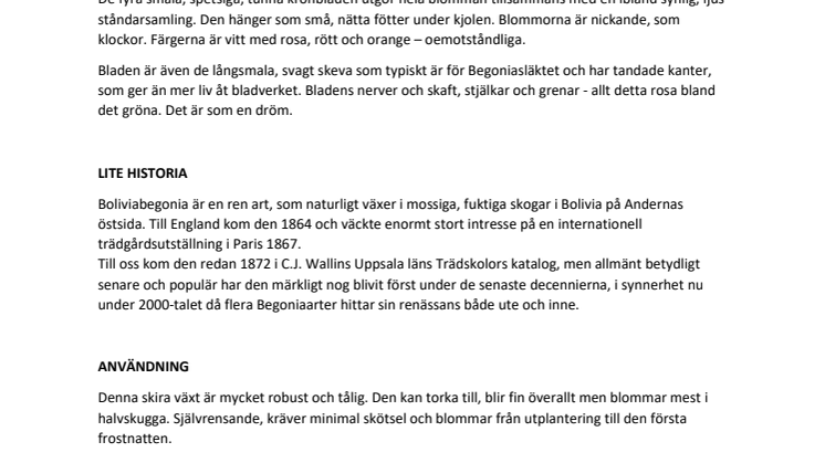 Årets Sommarblomma 2020 - Boliviabegonia