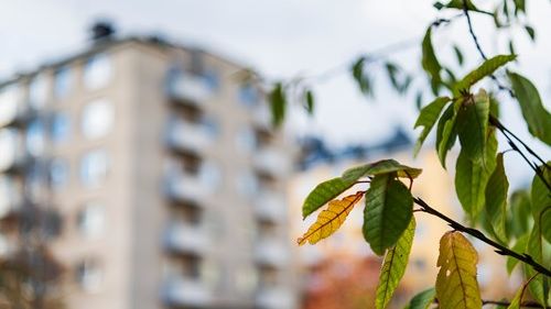hus-med-löv-i-förgrunden_dsc6707