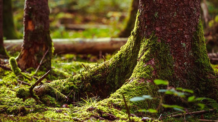 Bildbank: iStock,Foto: foment