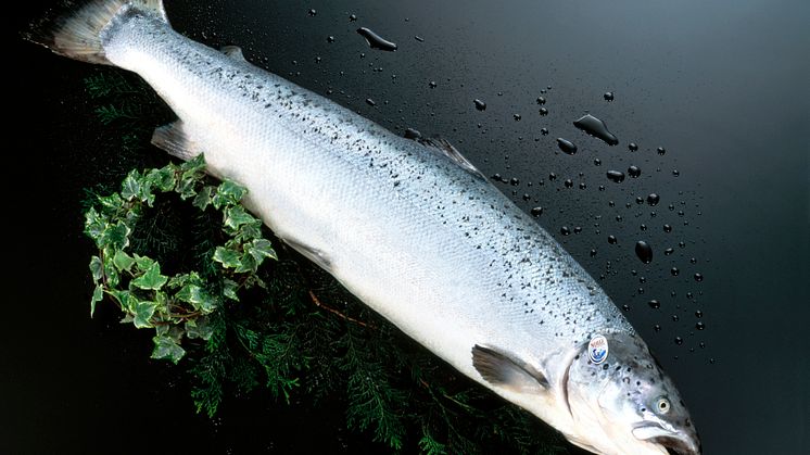 Salmon Entero