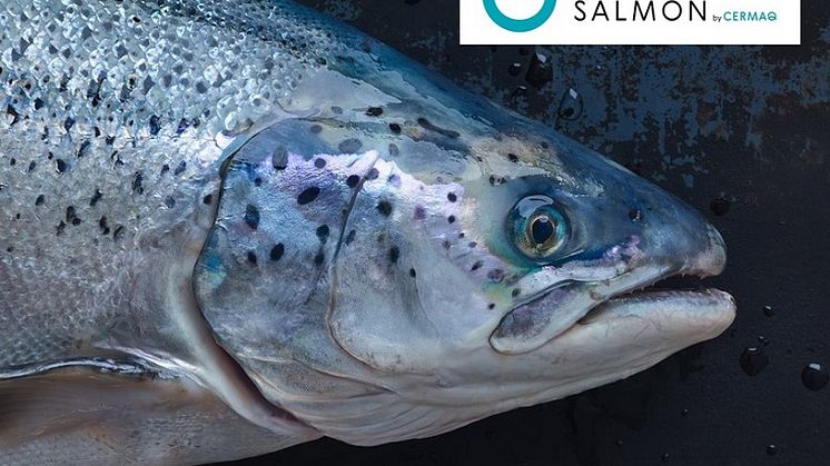 True Arctic salmon is raised north of the Arctic Circle, where the water is cold and the salmon grows slower, resulting in specific product qualities.