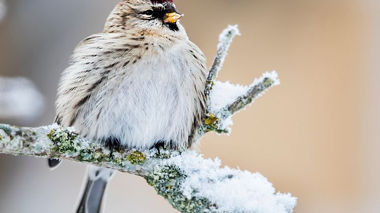 Gråsiska. Foto: Kent-Ove-Hvass