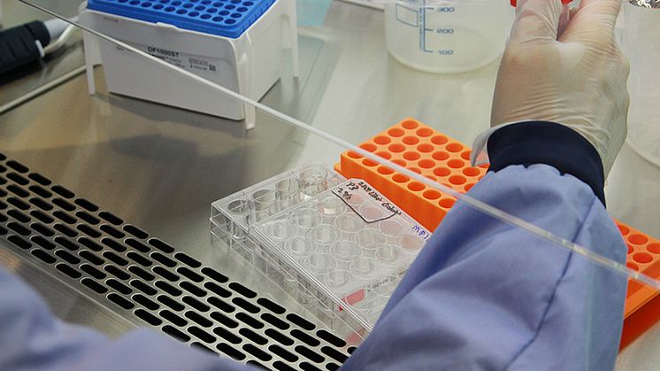 The study was made feasible by new technology for growing intestinal tissue from both mice and humans, outside of the body. Credit: Eva Skovajsova
