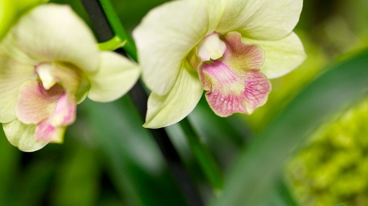 Dendrobium 'Snow'