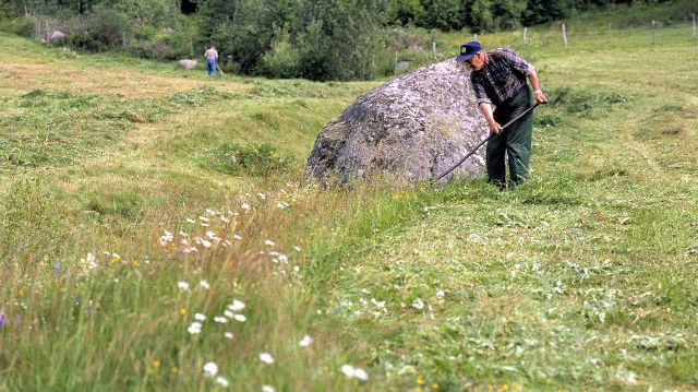 Uppföljningen visar att 72 procent av de betesmarker och slåtterängar som restaurerades fortfarande sköttes 2020. Foto: Mats Pettersson.