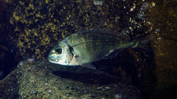Guldsparid (Sparus aurata) 