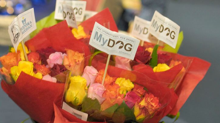 MyDOG 2012