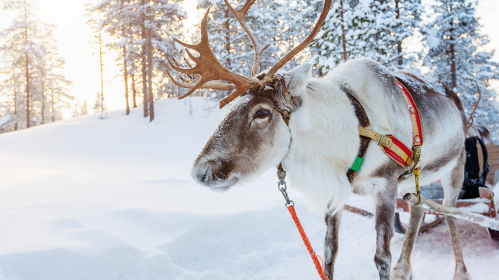 EXPERT COMMENT: Is Santa’s sleigh zero carbon? The answer lies in reindeer poo