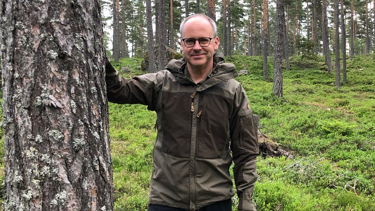 Skogsbild ståendes bredvid tall Peter Calderon 5.JPG