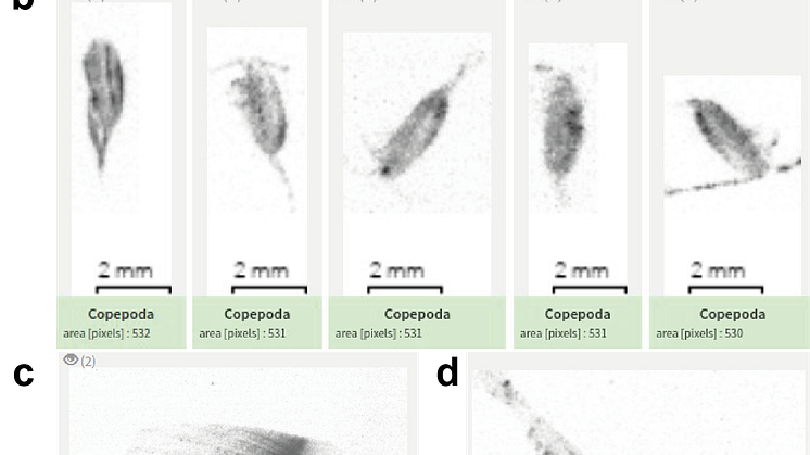 UVP6 images example.png