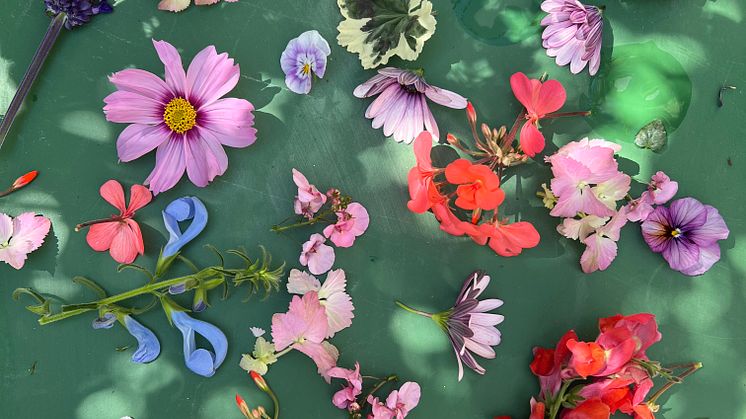 Mer än sju sorters blommor att drömma om.