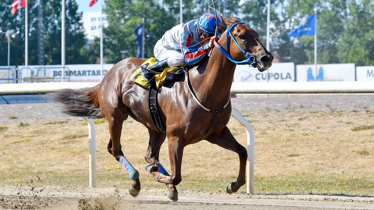 Kan I Kirk vinna Zawawi Cup igen? Foto: Stefan Olsson/Svensk Galopp
