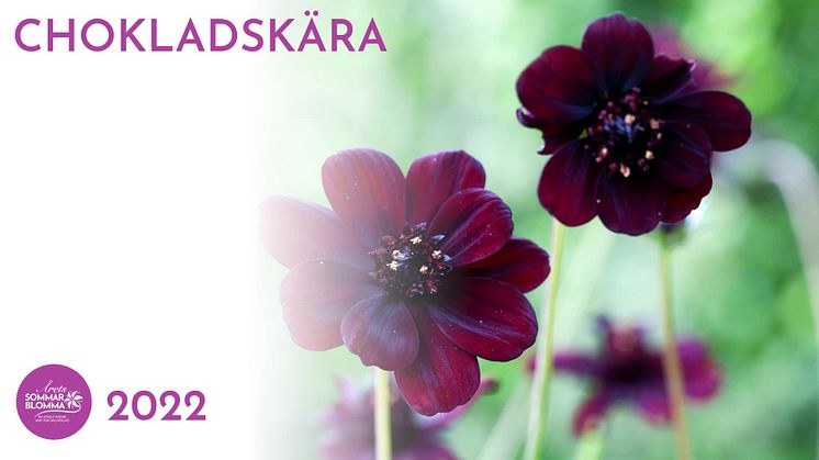 Årets Sommarblomma 2022 - Chokladskära