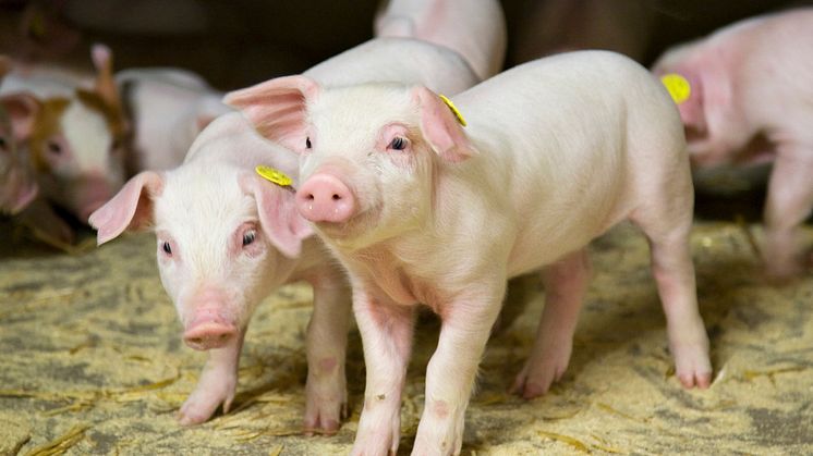 Nye digitale muligheder udbredes til de danske griseproducenter af Danish Agro og Vilomix