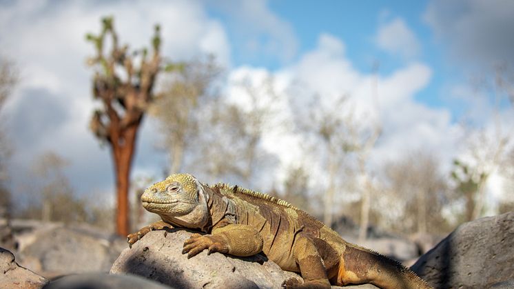 Galápagos-Ecuador-HGR-154197_1920-Photo_Ashton_Ray_Hansen