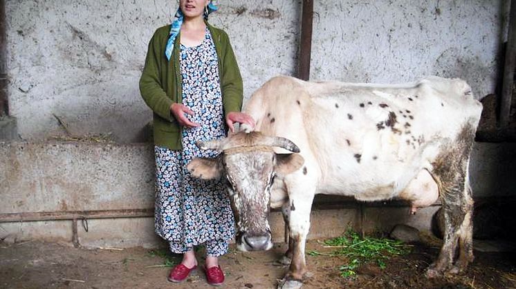 Tadzjikisk kvinna med ko. Foto: Elisabeth Lindahl Rajala