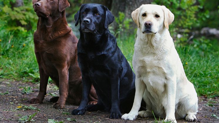 Labrador i topp - Svenska Kennelklubbens registreringsstatistik 2010
