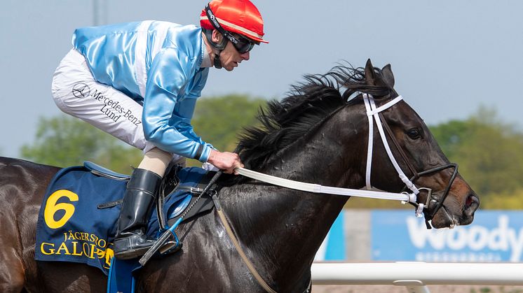 Jägersrohoppet Auenfürst efteranmäldes till Stockholm Cup International (Gr.3) för bara två veckor sedan