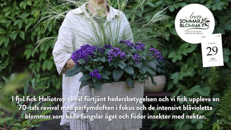 Inför avslöjandet av Årets Sommarblomma 2025