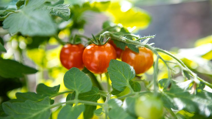 Tomatplanta