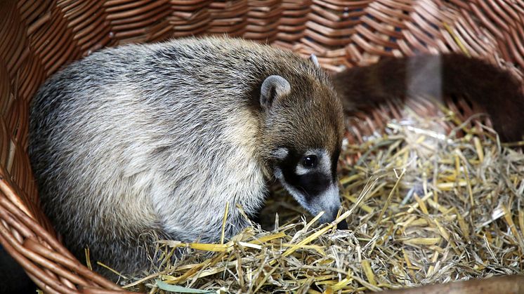 Zoo Leipzig - Weißrüssel-Nasenbär