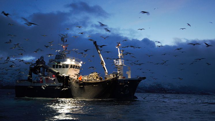 Herring fishermen at work by the fieldworkers (Photo: Pierre Blevin)