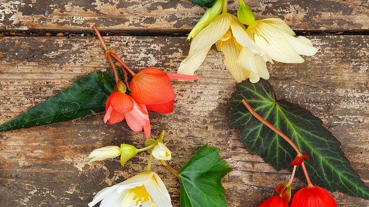 Begonia boliviensis Summerwings Boliviabegonia Foto @annikasnaturligating