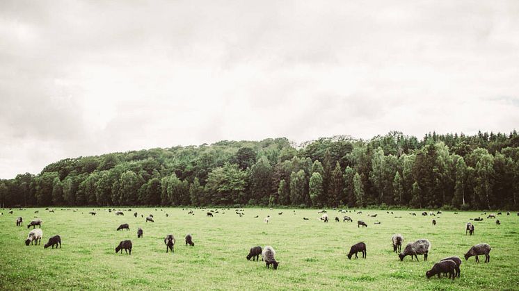 ostroofarfarm_tittbilder_Kristin_Lagerqvist-7.jpg