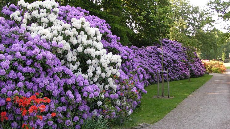 Rhododendron