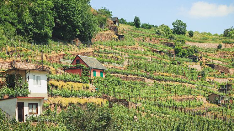 Meißen Vingård i nærheden af Meißen, den saksiske vinrute © GNTB_Werner Karol.jpg