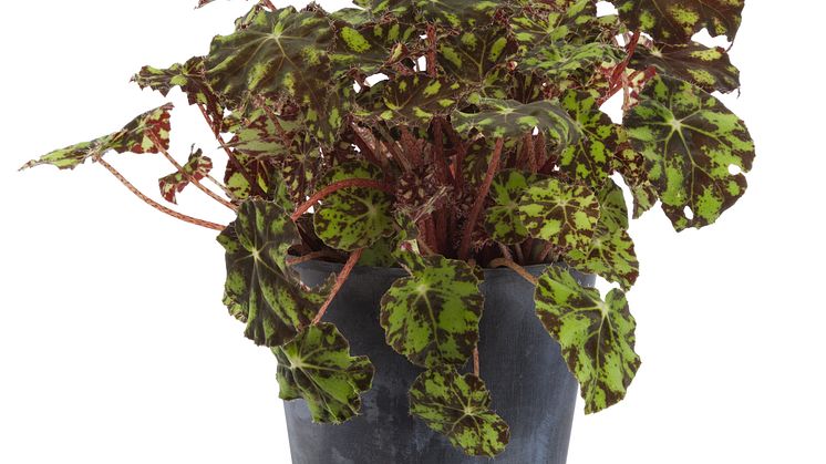 Rexbegonia 'Tiger'