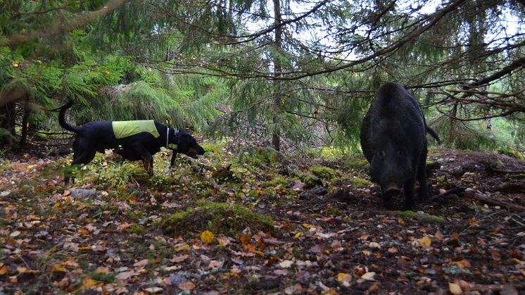 Jägarna sköt nästan 160 000 vildsvin föregående jaktår