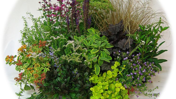 Månadens Blomma - juli 2007