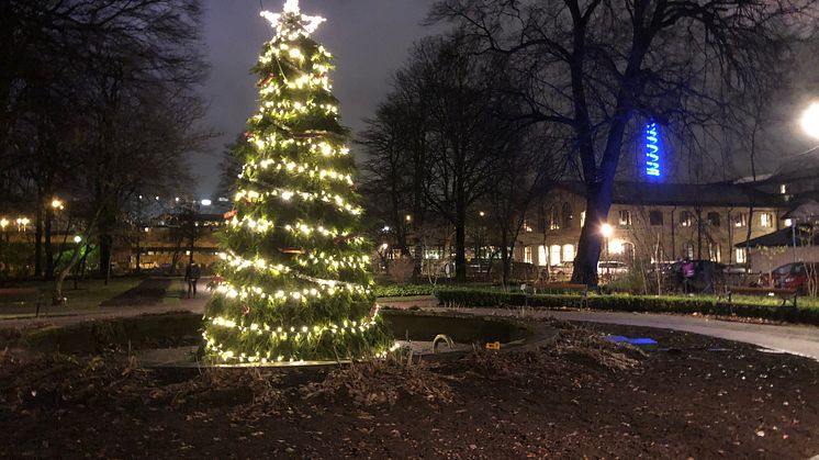 Smyckad gran i Stadsträdgården