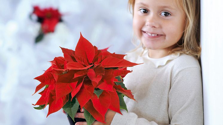 Bästa tipsen för fina julstjärnor!