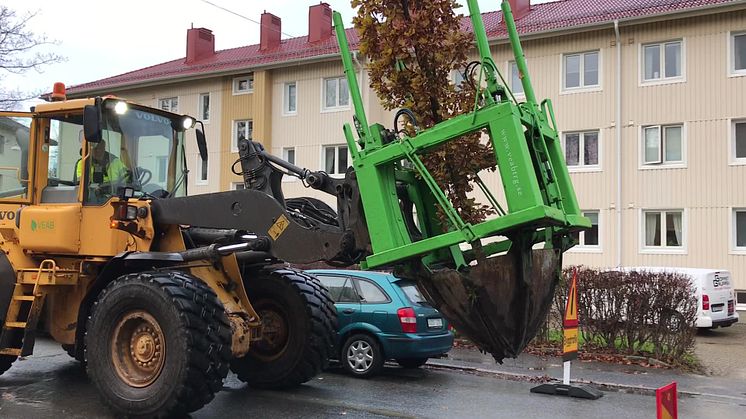 Trädflytt av Poseidon på Zachrissonsgatan i Göteborg