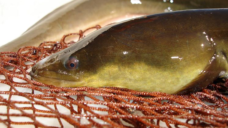 Gulål / Yellow eel