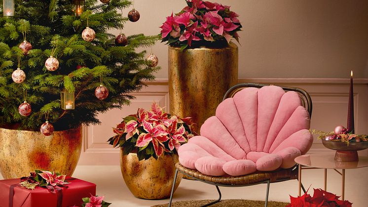 Genom olika kreativa idéer kan julstjärnor skapa en festlig stämning under julhelgen.