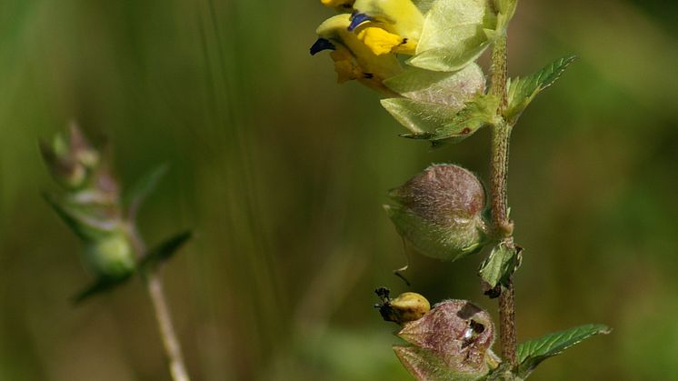20230508_Rhinanthus_angustifolius_Großer_Klappertopf