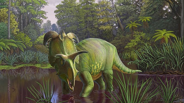 Reconstruction of Lokiceratops in the 78-million-year-old swamps of northern Montana, USA as two Probrachylophosaurus move past in the background.  Artwork by Fabrizio Lavezzi Â© Evolutionsmuseet, Knuthenborg.jpg