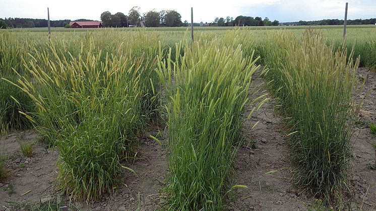Knylkorn (Hordeum bulbosum), flerårig vild släkting till ettårigt korn. Foto: Per-Olof Lundquist.