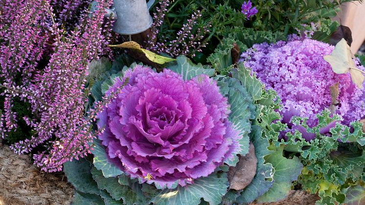 Recept på en lyckad plantering i augusti-september
