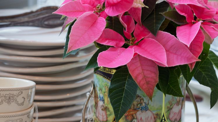 Höststjärna - Euphorbia pulcherrima Princettia-Serien  