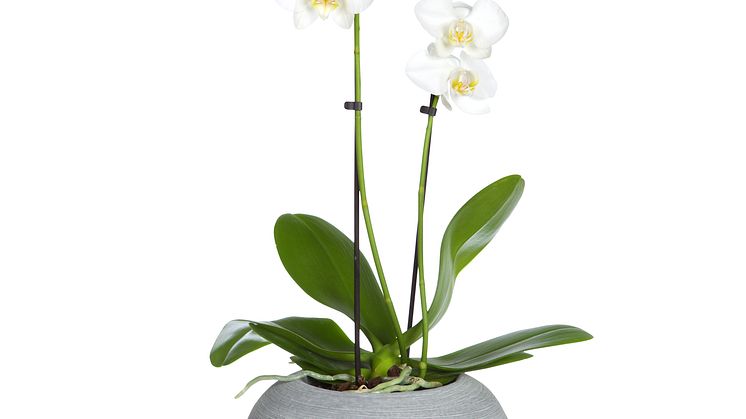 ​Brudorkidé ​​Phalaenopsis
