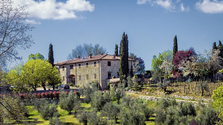 Olivgård, Toscana. 