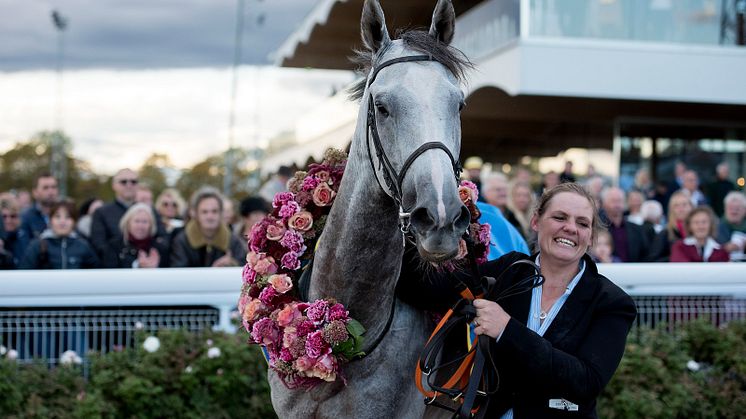 Thundering Blue efter segern på Bro Park. Foto: Elina Björklund/Svensk Galopp