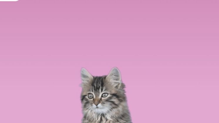 Mjau Kattungeskolan teaser