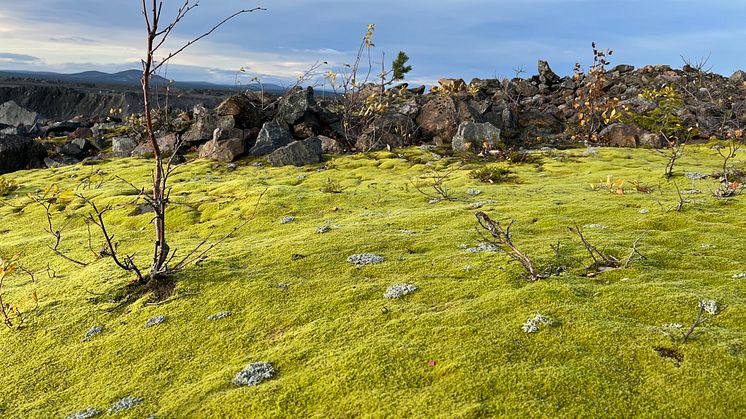 Moss picture