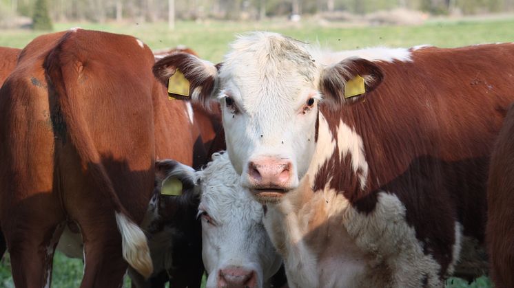 Ny beräkningsmodell för antibiotikaförbrukning i nötköttsbesättningar