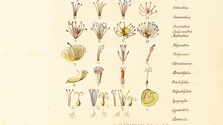 Illustration av Linnés schema av växtriket 